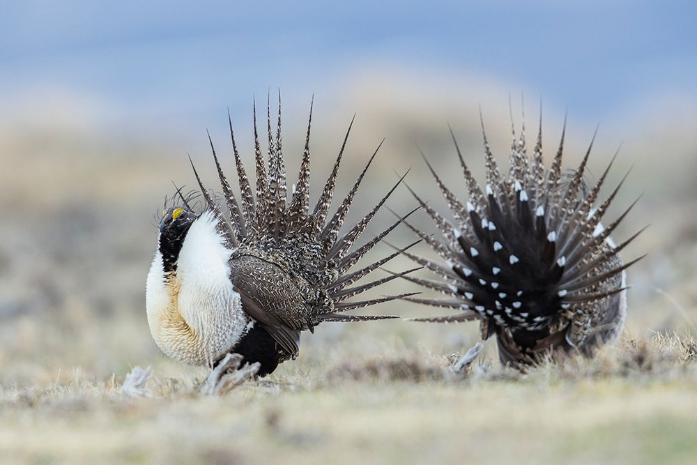 Greater sage grouse-spring courtship display on the lek-Colorado-USA